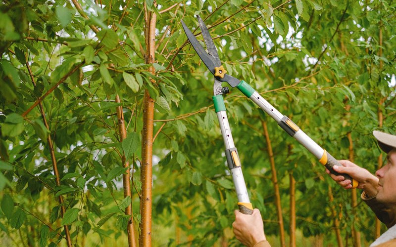Tree trimming in Honaunau, HI